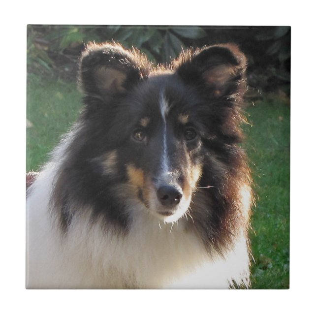 Shetland Sheep Dog Ceramic Tile (Front)