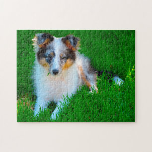 Shetland Sheep Dog Jigsaw. Jigsaw Puzzle