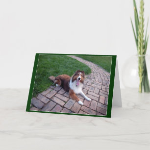 Shetland Sheep Dog or Sheltie greeting, note card