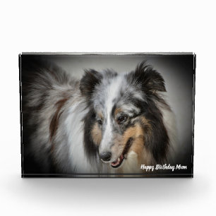 Shetland Sheep Dog Photo Block