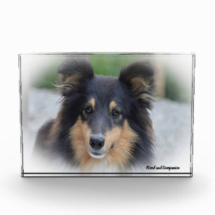 Shetland Sheep Dog. Photo Block