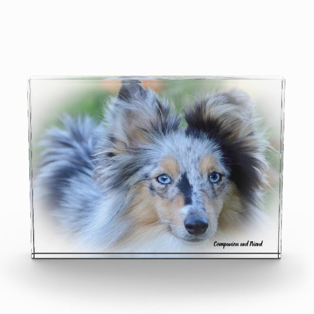 Shetland Sheep Dog. Photo Block (Front)