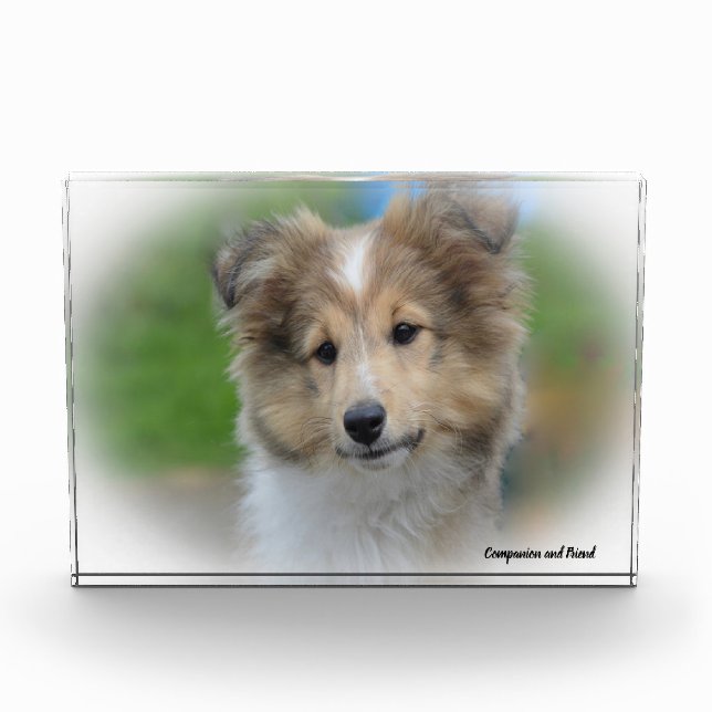 Shetland Sheep Dog. Photo Block (Front)