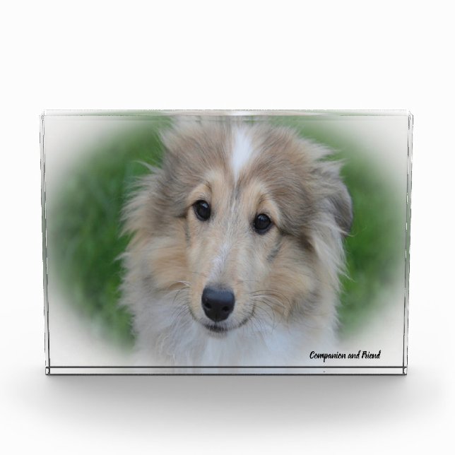 Shetland Sheep Dog. Photo Block (Front)