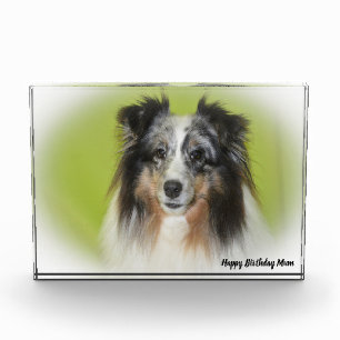 Shetland Sheep Dog Photo Block