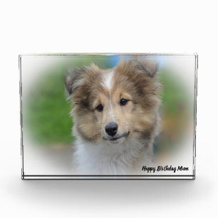 Shetland Sheep Dog Photo Block