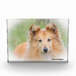 Shetland Sheep Dog. Photo Block