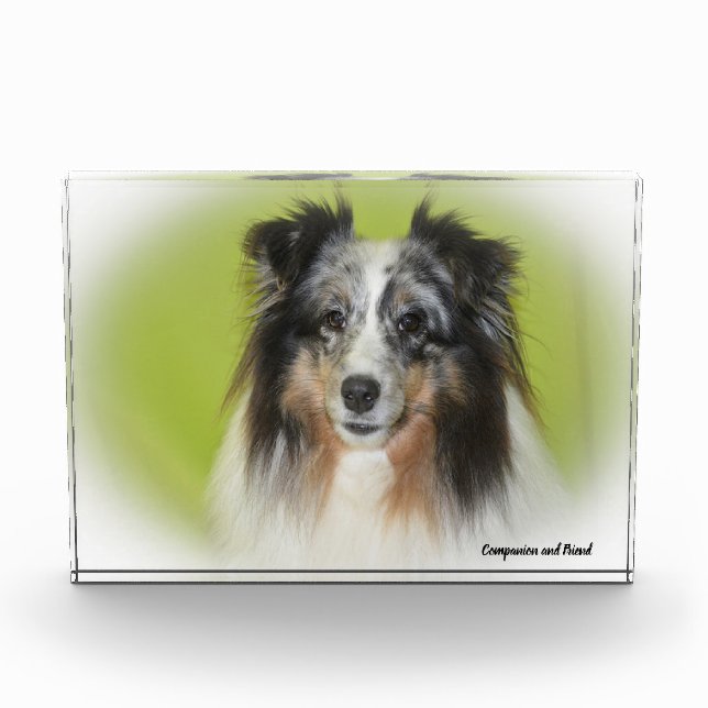 Shetland Sheep Dog. Photo Block (Front)