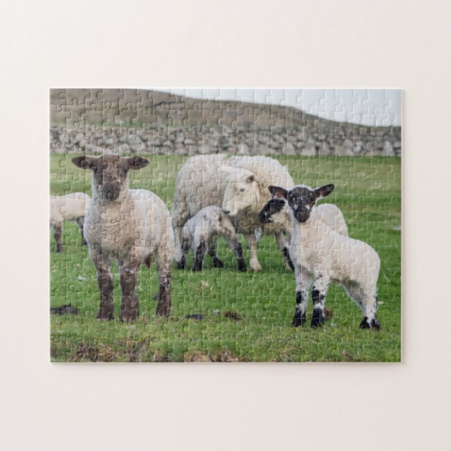 Shetland Sheep Jigsaw Puzzle (Horizontal)