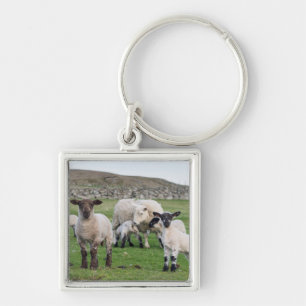 Shetland Sheep Key Ring