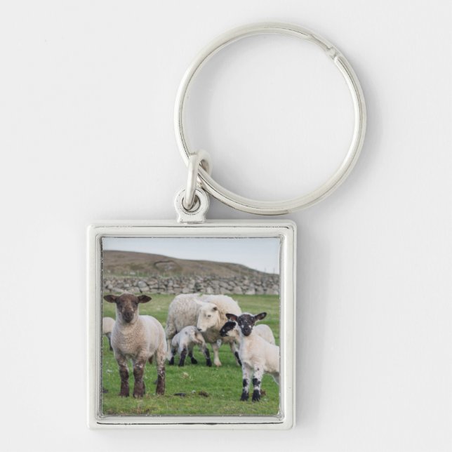 Shetland Sheep Key Ring (Front)