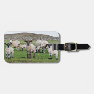 Shetland Sheep Luggage Tag