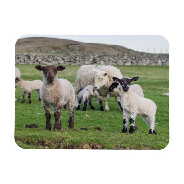 Shetland Sheep Magnet (Horizontal)