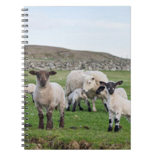 Shetland Sheep Notebook