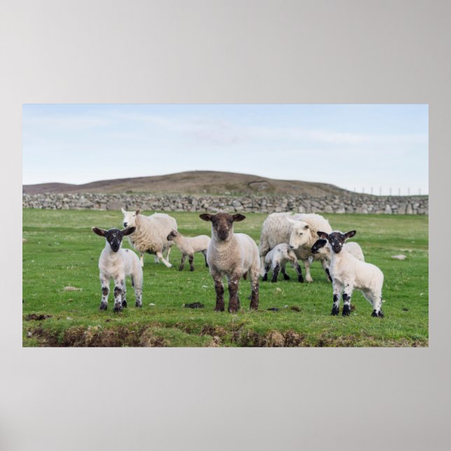 Shetland Sheep Poster (Front)