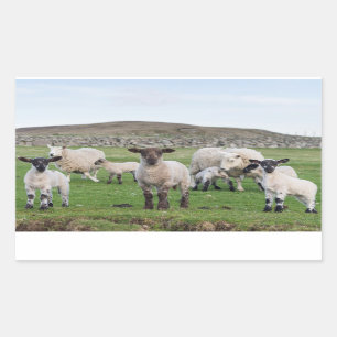 Shetland Sheep Rectangular Sticker