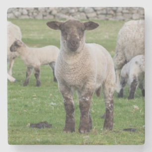 Shetland Sheep Stone Coaster