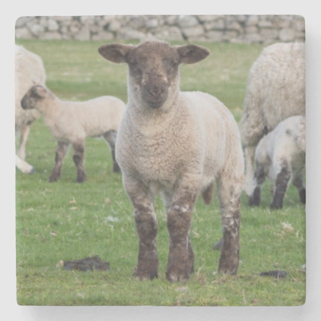 Shetland Sheep Stone Coaster (Front)