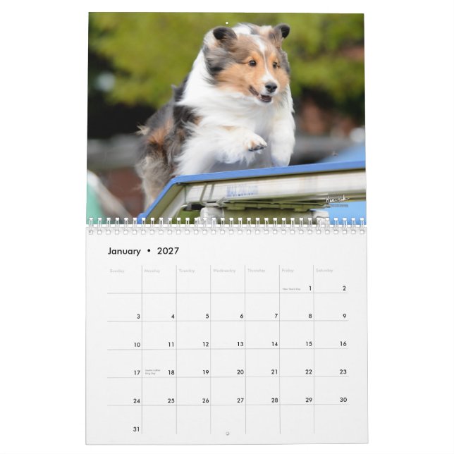 Shetland Sheepdog Agility Calendar (Jan 2027)