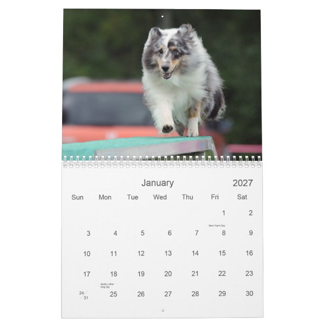 Shetland Sheepdog Agility Calendar (Jan 2027)