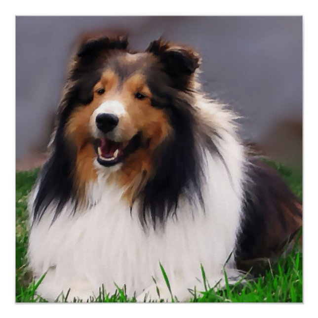 Shetland Sheepdog Art Poster (Front)