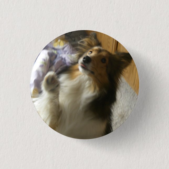 Shetland Sheepdog Begging 3 Cm Round Badge (Front)