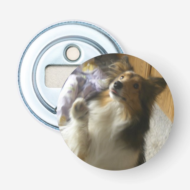 Shetland Sheepdog Begging Bottle Opener (Front)
