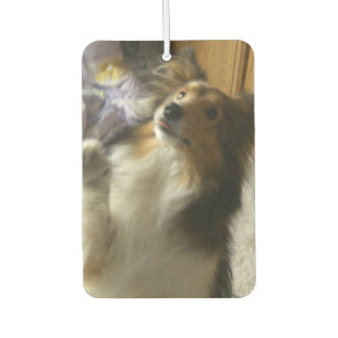 Shetland Sheepdog Begging Car Air Freshener