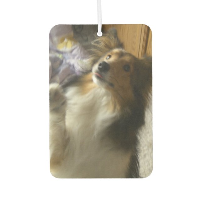 Shetland Sheepdog Begging Car Air Freshener (Front)