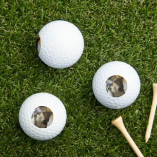 Shetland Sheepdog Begging Golf Balls