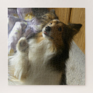 Shetland Sheepdog Begging Jigsaw Puzzle