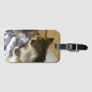Shetland Sheepdog Begging Luggage Tag