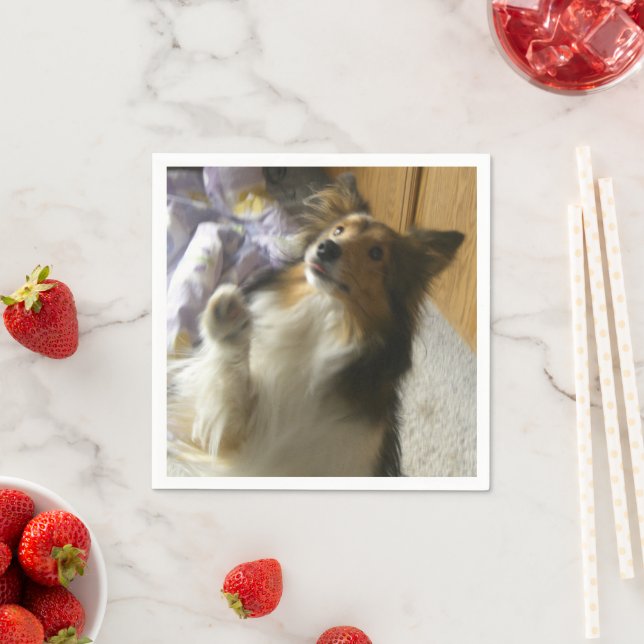 Shetland Sheepdog Begging Napkin (Insitu)