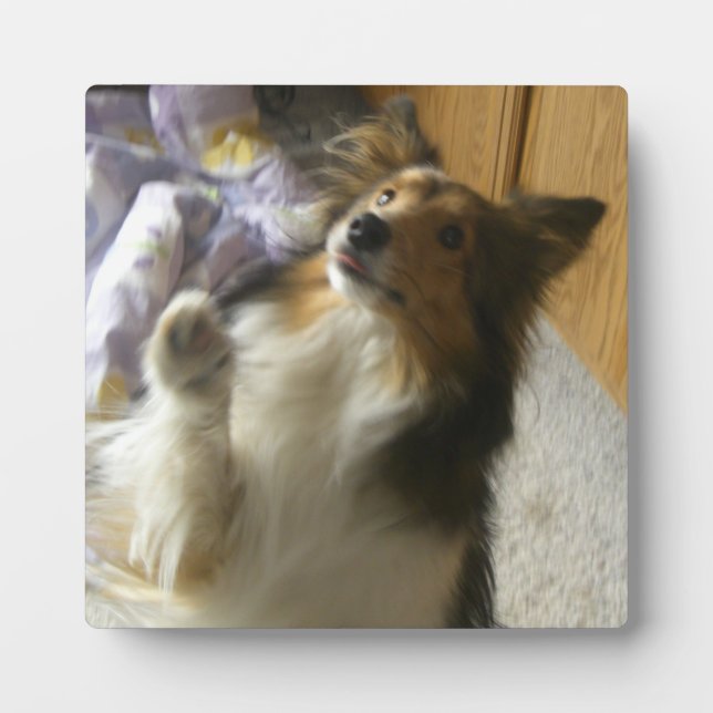 Shetland Sheepdog Begging Plaque (Front)