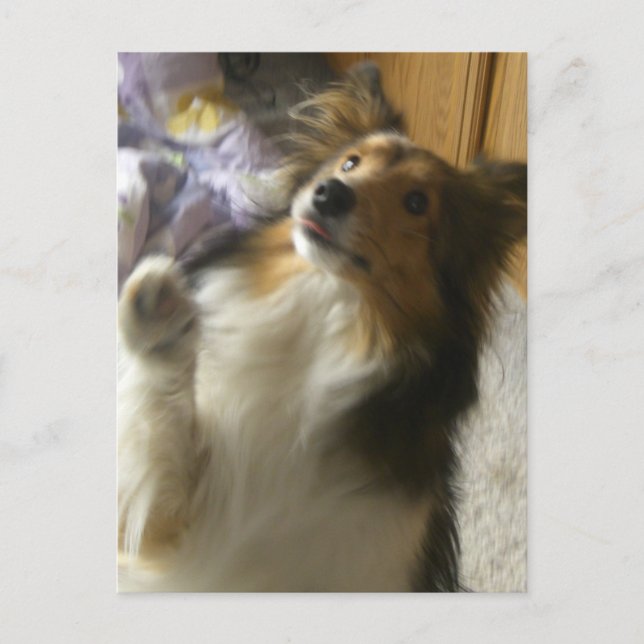 Shetland Sheepdog Begging Postcard (Front)