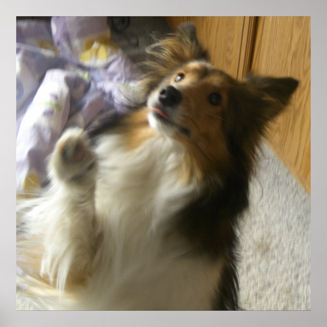 Shetland Sheepdog Begging Poster (Front)