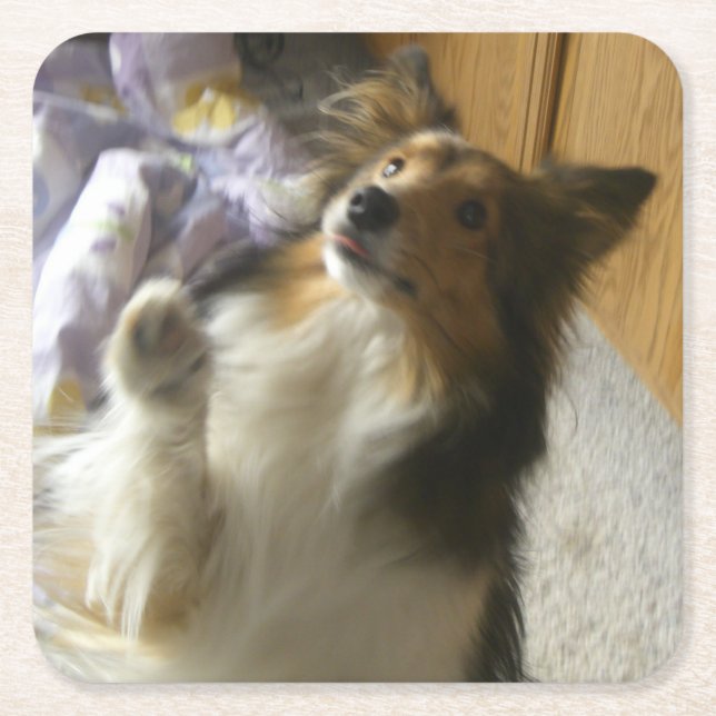 Shetland Sheepdog Begging Square Paper Coaster (Front)