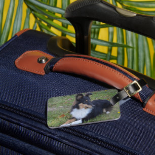 Shetland Sheepdog Black Tri Laying Luggage Tag