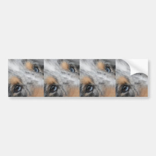 Shetland Sheepdog Blue Merle Eyes Bumper Sticker