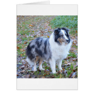 shetland-sheepdog-blue merle white tan full