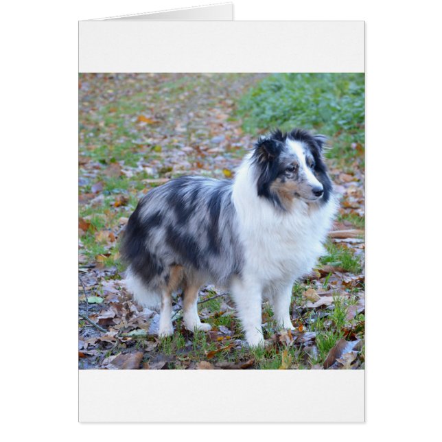 shetland-sheepdog-blue merle white tan full (Front)
