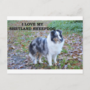 shetland-sheepdog-blue merle white tan love w pic. postcard