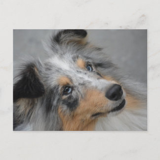 Shetland Sheepdog Blue Tri Postcard