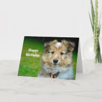Shetland Sheepdog Cute Photo Birthday