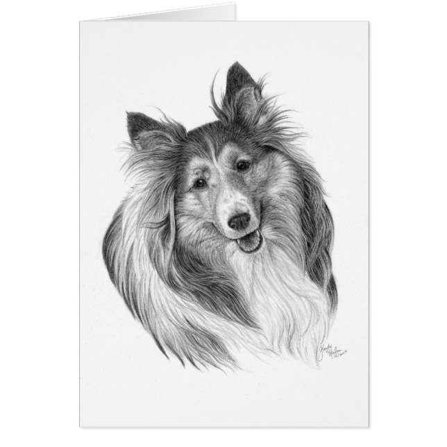 Shetland Sheepdog Drawing by Glenda S. Harlan (Front)