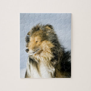 Shetland Sheepdog Jigsaw Puzzle