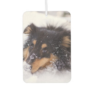 Shetland Sheepdog Laying In Snow Car Air Freshener
