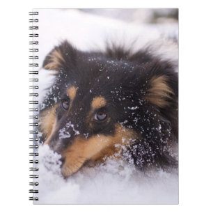 Shetland Sheepdog Laying In Snow Notebook