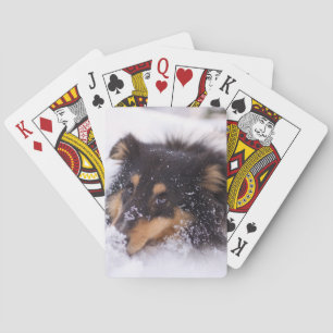 Shetland Sheepdog Laying In Snow Playing Cards