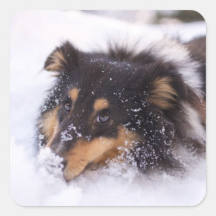 Shetland Sheepdog Laying In Snow Square Sticker